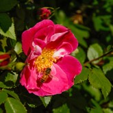 William Baffin Rose